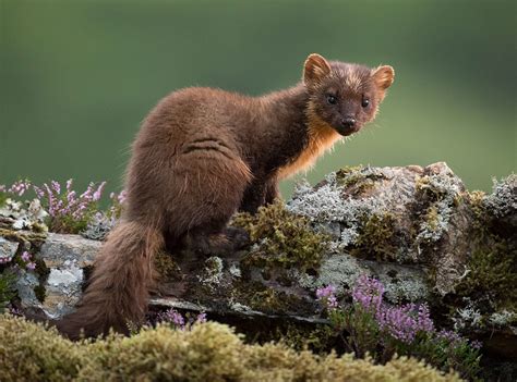 Pine Marten Another Year In The Company Of These Adorable Creatures