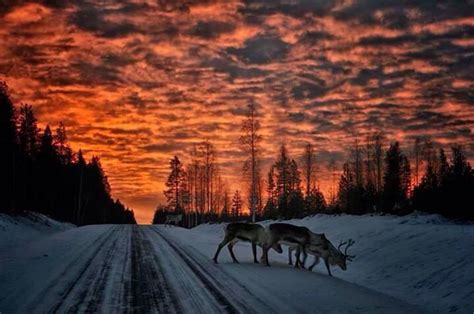 Reindeers One Magical Evening In Skellefteå Swedish Lapland