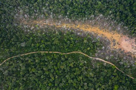 In The Fight Against Climate Change Not All Forests Are Equal The