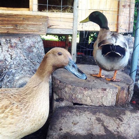 Along with the male ducks quack being raspy compared to the females, another way to tell the i'm looking for the same type of information. Khaki Campbell Ducks (male & female) 6-7 months old Life ...