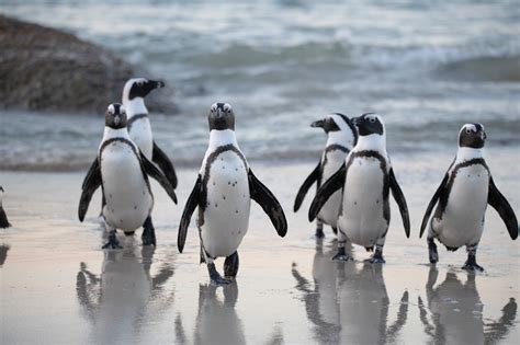 Gambar Pinguin Bertulang Belakang Burung Terbang Paruh Margasatwa Adaptasi Raja Penguin