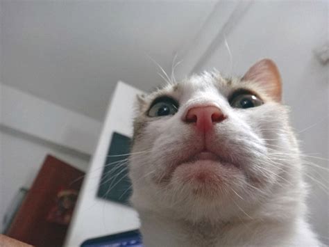 16 Hilarious Pictures Of Cats Making Weird Faces We Love Cat And Kittens