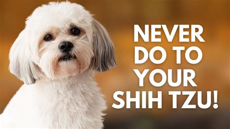 5 Things You Must Never Do To Your Shih Tzu Dog Youtube