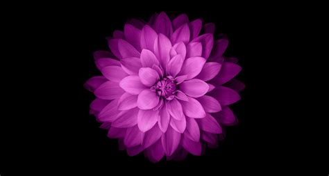 Purple Flower Desktop Wallpapers Top Free Purple Flower Desktop