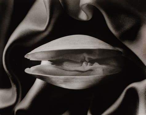 Ruth Bernhard Shells In Silk 1939 SAA1 Barnebys