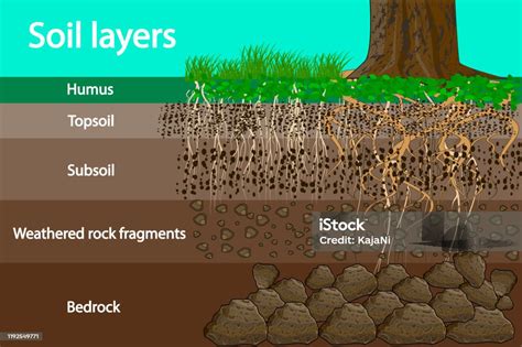 Soil Layers Diagram For Layer Of Soil Stock Illustration Download