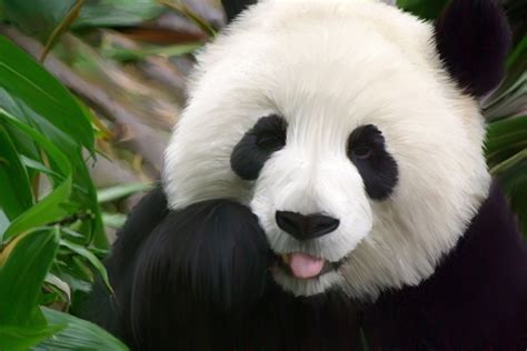 Sfondi Panda 65 Immagini