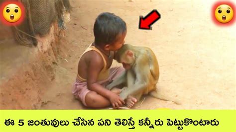 Top 5 Heart Touching Animal Stories Interesting Facts Bmc Facts