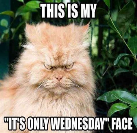 Funny Wednesday Quotes Hump Day Memes To Get You Through The Rest