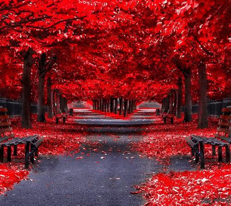 Red Autumn Nature Trees Hd Wallpaper Peakpx
