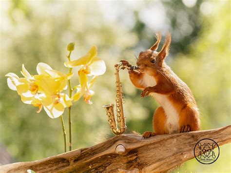 Photographer Captures Squirrels Playing Tiny Musical Instruments