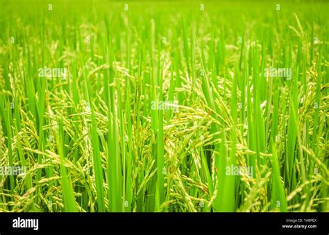 Rice Field Background Green Paddy Rice On Tree In Agriculture Asia