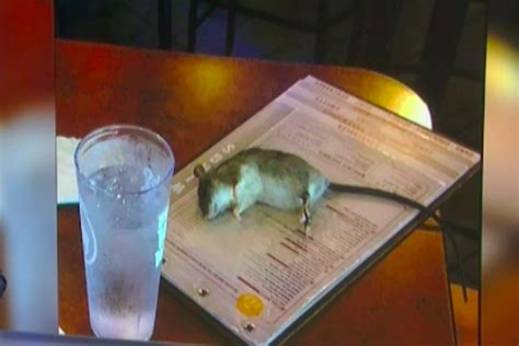 Customer Watches Rat Fall From Ceiling At La Buffalo Wild Wings Restaurant Eater La