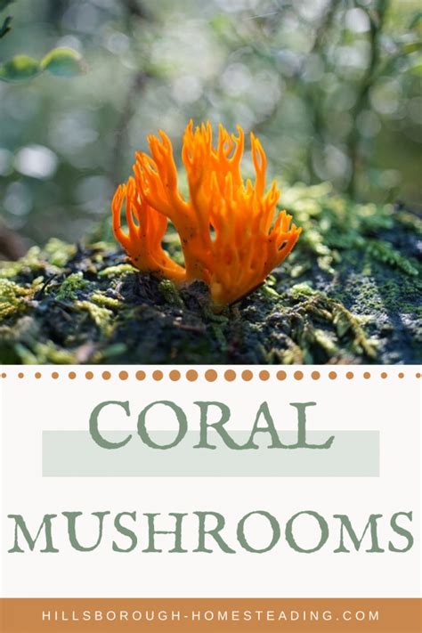 Crown Tipped Coral Mushrooms Foraging Cooking And Preserving