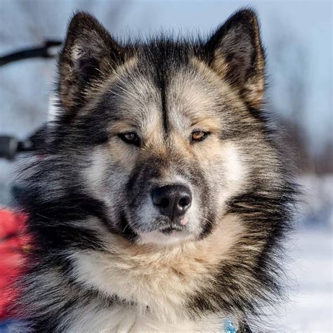 Greenland Dog 21 Months By Adventuredogsnorthsweden Cani