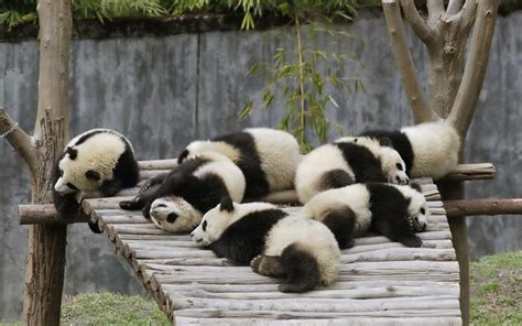 Panda Cubs Glossy Poster Picture Photo Sleeping Giant Baby