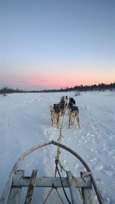 Dog Sledging Kiruna Sweden Kiruna Barnet Hem Sweden Appreciation