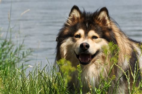 Finnish Lapphund Dog Breed Characteristics And Care