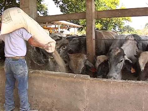 Juan elizalde plantea algunas claves para avanzar y engordar novillos más pesados, a boletin quincenal que desarrolla temas de. Manejo nutricional de ganado bovino en corral - YouTube