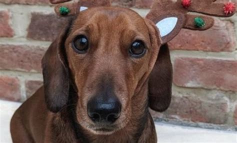 14 Things Dachshund Parents Can Enjoy The Dogman