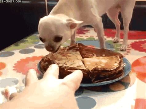 We did not find results for: WATCH: Fire Nearly Breaks Out After Good Boy Steals ...
