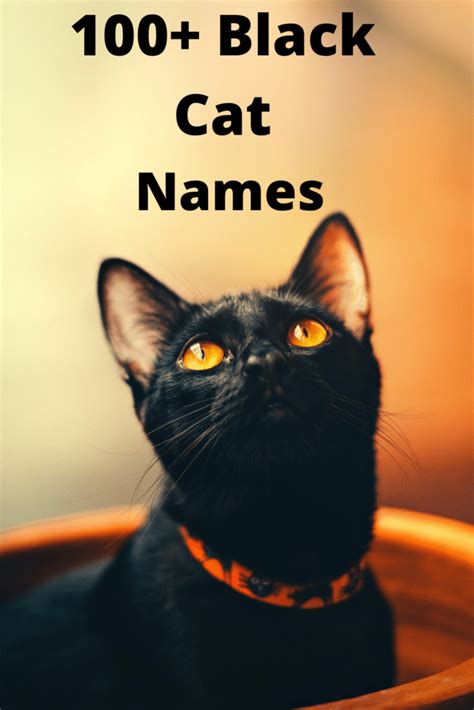 100 Black Cat Names For Male And Female Cats Fur Fun With Me