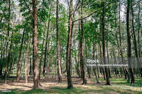 Pine Forest In Laem Son National Park Ranong Thailand Stock Photo