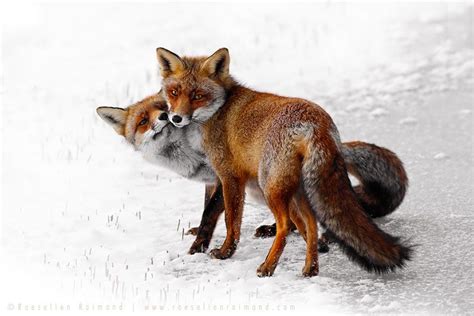 Stunning Wild Fox Photography By Roeselien Raimond Fox