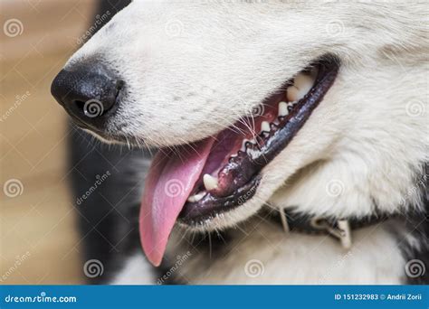 Close Up Of Dog Teeth Mouth Open Dog Mouth Showing Tongue And Teeth