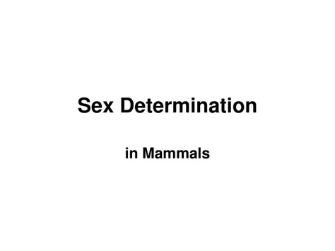 Ppt Sex Determination Powerpoint Presentation Free Download Id9680958