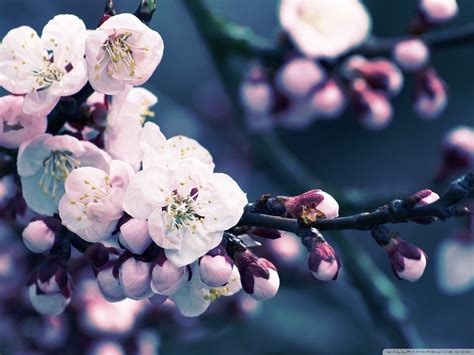 Flower Close Up Of Cherry Blossom Hd Desktop Wallpaper Free High