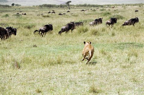 African Lioness Chasing Wildebeest Photograph By John Devriesscience Photo Library