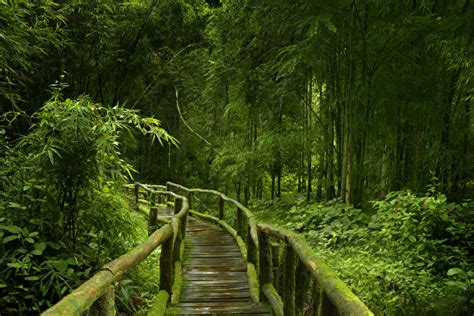 Photos Jungle Nature Bamboo Bridges Forest Tropics Moss From 600x400