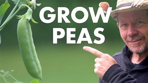 Want To Grow Sugar Snap Peas My Tips Youtube