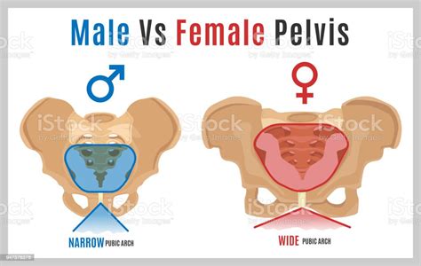 Female Male Pelvis09 Stock Illustration Download Image Now Istock