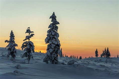 Winter Forest In Northern Finland Stock Image Image Of