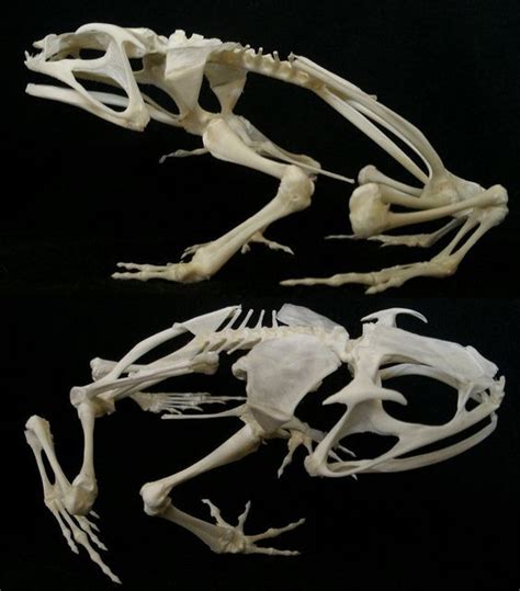 Skeleton Anatomy Skeleton Bones Skull And Bones Skull Reference