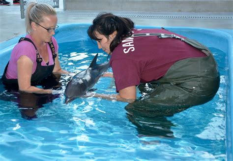 Meet The Patients Marine Mammal Rescue And Rehabilitation By Pacific
