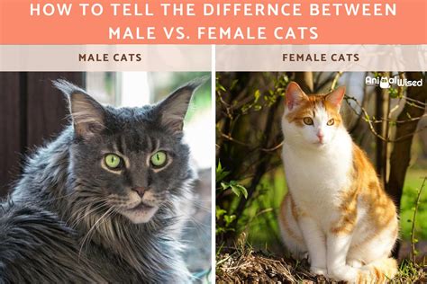 Male Vs Female Cats Is There A Difference In Personality Excited Cats