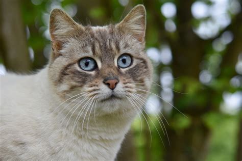 How Long Do Cats Live Cat Lifespan And Age Guide Vets Now