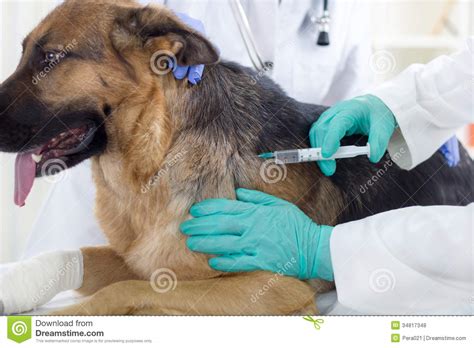 Default handling the default mode uses the defaulterrorhandler strategy which simply. Veterinary Surgeon Is Giving The Vaccine To The Dog German ...