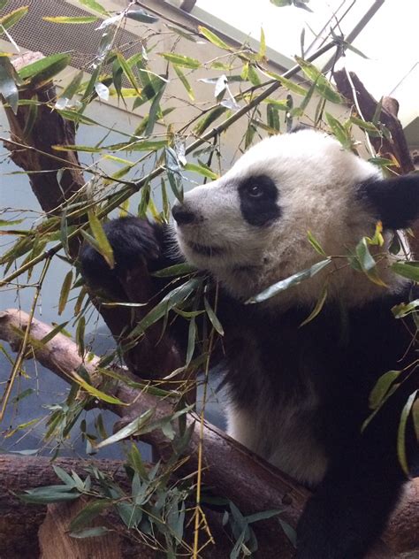 Panda Updates Friday November 11 Zoo Atlanta