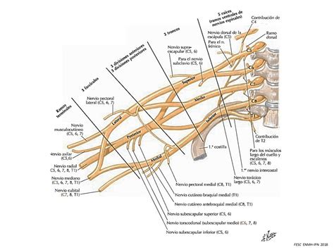Anatom A Macrosc Pica Plexo Braquial Anatomia Y Fisiologia The Best