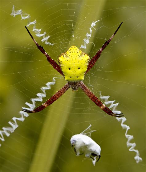 Yellow Spider By George Barker Via 500px Barker Macro Photography