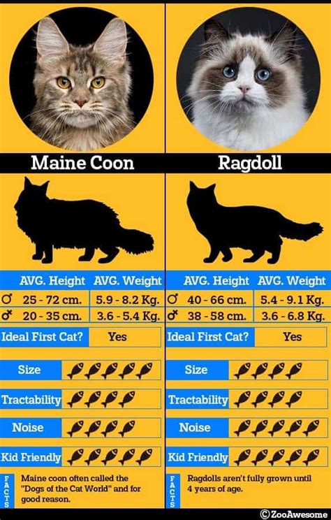 Ragdoll Vs Maine Coon Spot The Difference Zooawesome