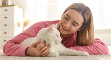 ¿cómo saber si un gato quiere a su dueño