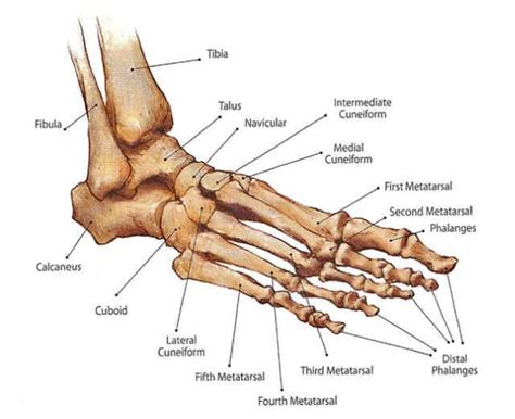 Anatomy Of Ankle Anatomy Footankle Foot Anatomy Studies