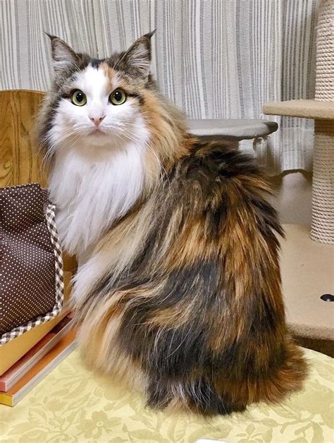 Beautiful Long Haired Calico Cat Cat Kitten Calicocat Beautiful