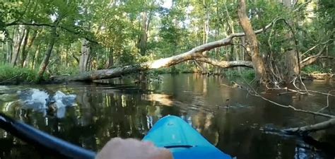 Kayaker Gets Rammed By Alligator And Knocked Into North Carolina River