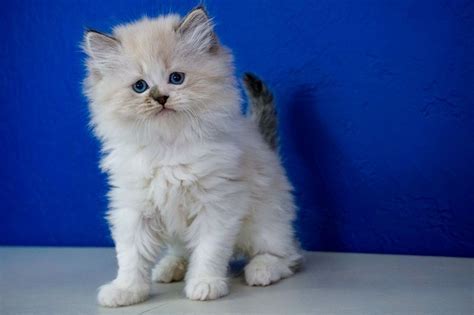 You can see reviews of companies by clicking on them. Ragdoll Kittens for Sale Near Me | Ragdoll kittens for ...